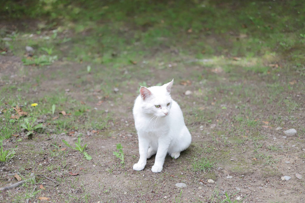 el gato sin hogar vive en el parque de la ciudad de Himeji
 - Foto, imagen