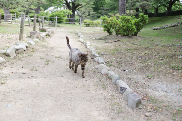 бездомный кот живет в городском парке Химэдзи
 - Фото, изображение