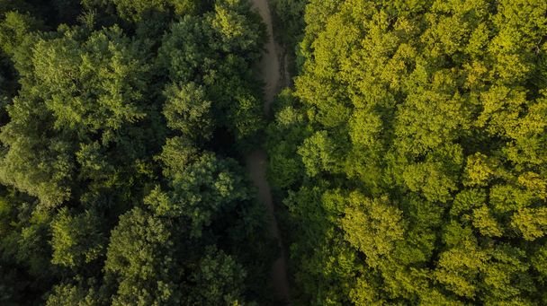 Luftaufnahme von sommergrünen Bäumen im Waldhintergrund, Kaukasus, Russland. Drohnenfotografie. Nadel- und Laubbäume, Waldweg. Schönes Panoramabild über die Wipfel des Kiefernwaldes. - Foto, Bild