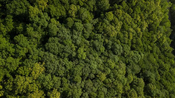 Aerial top view of summer green trees in forest background, Caucasus, Russia. Drone photography. Coniferous and deciduous trees, forest road. Beautiful panoramic photo over the tops of pine forest. - Φωτογραφία, εικόνα