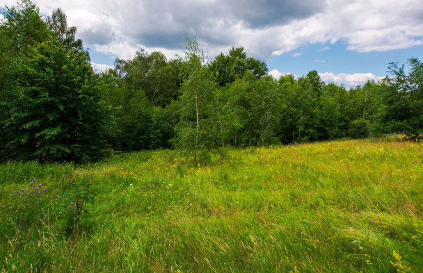 large meadow among beech forest in summer. beautiful scenery on a cloudy and windy day - Photo, Image