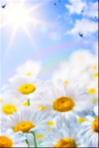 art floral spring or summer background - Photo, Image