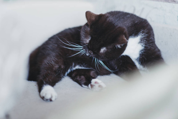 British cat washes himself after eating - Foto, Imagen