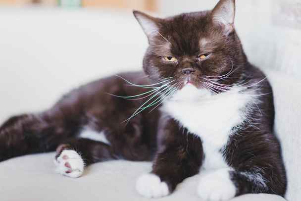 Gato británico se despertó y simplemente acostado en el sofá
 - Foto, Imagen