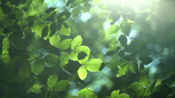 Les arbres forestiers et les feuilles vertes luisant dans la lumière du soleil vidéo
 - Séquence, vidéo