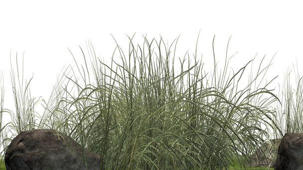 Hrubá tráva mezi žulovými kameny na bílém pozadí - Fotografie, Obrázek