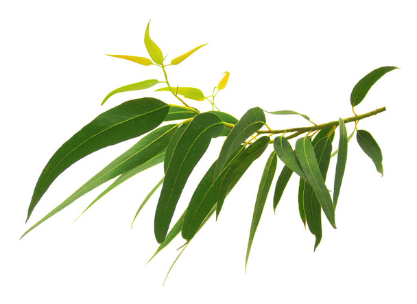 Galho de eucalipto verde
 - Foto, Imagem