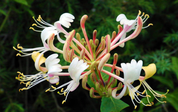 Pequeña flor de la madreselva
 - Foto, imagen