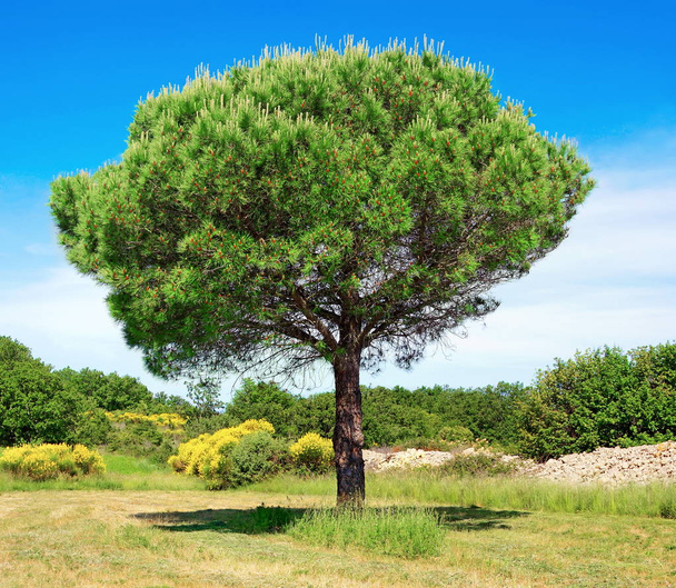 Southern green umbrella pine - Photo, Image