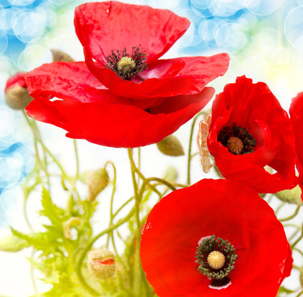 Крупним планом красивий червоний мак дикий квітка
 - Фото, зображення