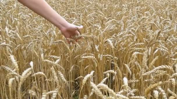 Womans Hand beweegt in het Spikelets van tarwe in het veld. Slow Motion - Video