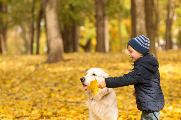 Mały chłopiec ubrany w dżinsy i Błękitna Kurtka bawi się duży biały pies Labrador. One są spacery w parku jesień.   - Zdjęcie, obraz