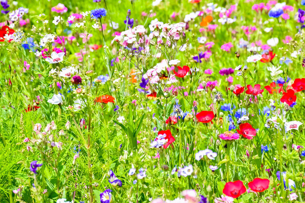 Rote Mohnblumen, blaue Kornblumen und bunte Sommerwildblumen in Europa - Foto, Bild