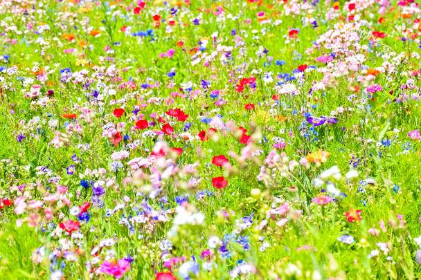 Hermosa pradera en flor con flores silvestres de colores
 - Foto, Imagen