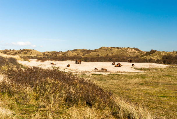 Un troupeau de chevaux Konik sauvages se repose ou paissent dans une vallée de dunes sablonneuses derrière les buissons d'argousier. Les grands herbivores comme les Koniks sont ramenés dans les réserves naturelles néerlandaises et européennes et vivent dans la nature, pour aider à maintenir l'éco
 - Photo, image