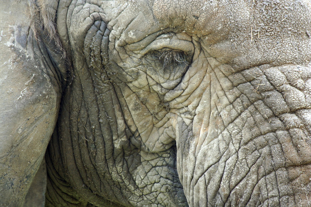 Close up of a Elephant head - Fotoğraf, Görsel