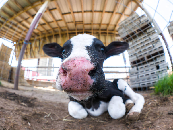 Cute fisheye close up van een zwart-wit gevlekte baby-koe of pasgeboren kalf zittend op de grond in zijn hok met grote natte roze neus en oren uitsteekt aan de zijkant. - Foto, afbeelding