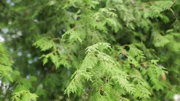 Closeup of a plant of cypress family with soft sunlight. - Video