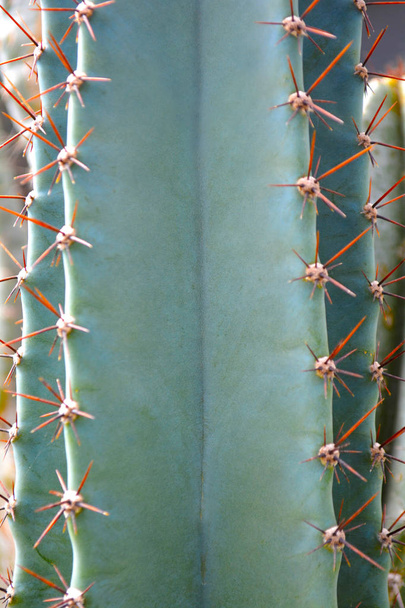 Cactus plant as a close up green color background with copy space to place your text. Top view and side shot on succulent ornamental plant. - Photo, Image