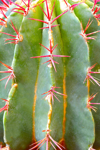 Cactus plant as a close up green color background with copy space to place your text. Top view and side shot on succulent ornamental plant. - Fotoğraf, Görsel
