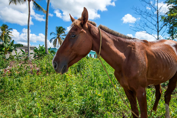 Коричневый портрет лошади в природе
 - Фото, изображение