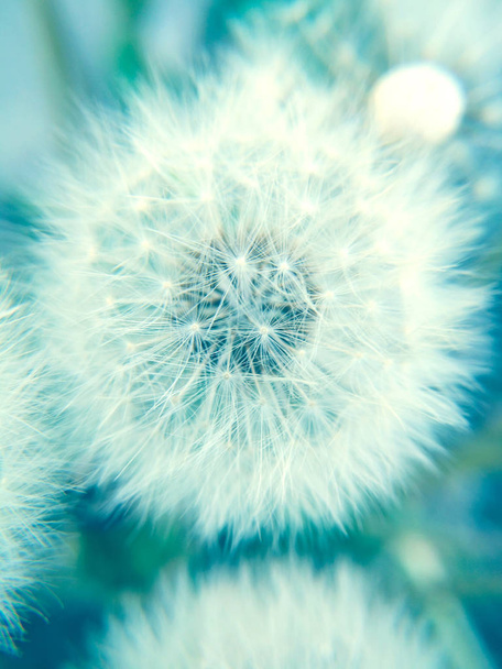 Macro view of a dandelion seed head - Photo, Image