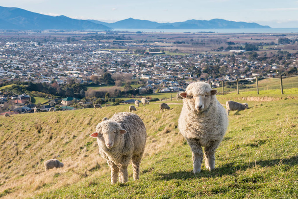 Merino schapen grazen boven Blenheim stad, Zuid eiland, Nieuw-Zeeland - Foto, afbeelding