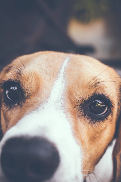 Portrait of cute female beagle dog. - Фото, изображение