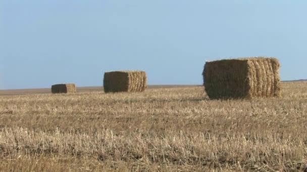 Panoramic view of haystacks in field, Galilee, Israel - Footage, Video