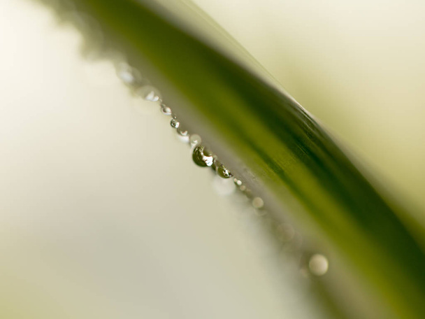 Dew drops under the bright morning sun - Photo, image