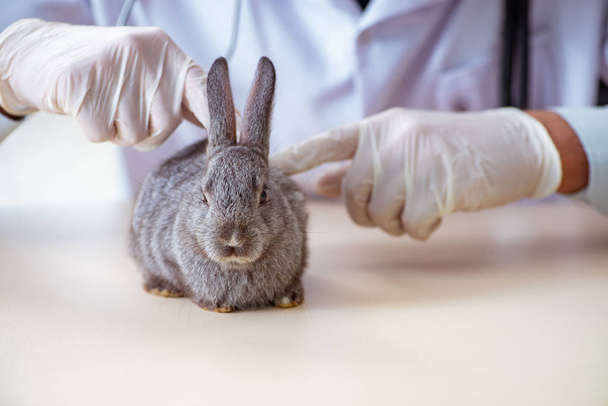 Tierarzt untersucht Kaninchen in seiner Klinik - Foto, Bild