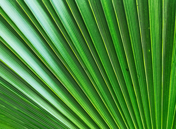 Фон из пальмового листа - цветное изображение
 - Фото, изображение