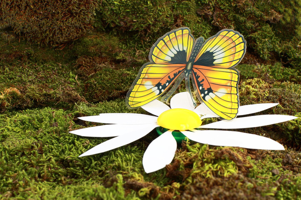 бабочка и маргаритка
 - Фото, изображение