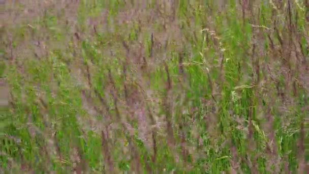 Blooming grasses in a meadow. Wind on the grass.  - Footage, Video