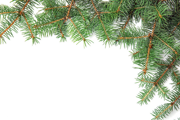 Branches of Christmas tree on white background - Foto, Imagem