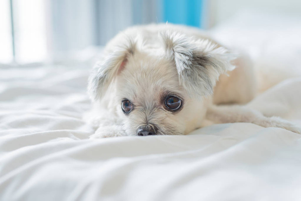 Cane così carino razza mista con Shih-Tzu, Pomerania e Poodle seduta o dormire si trova sul letto con velo bianco e guardando qualcosa con interesse sul letto in camera da letto a casa o in hotel
 - Foto, immagini