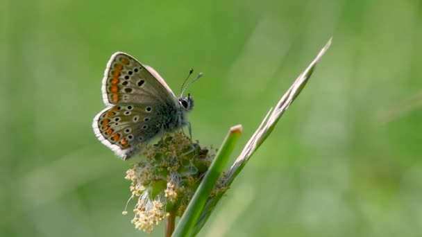 Braune Argus (aricia agestis) mit Flügelunterseite. zarter brauner Schmetterling aus der Familie der Lycaenidae, in Ruhe auf einer britischen Wiese - Filmmaterial, Video