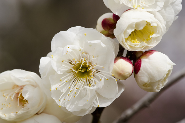 Pflaumenblüten - Foto, Bild