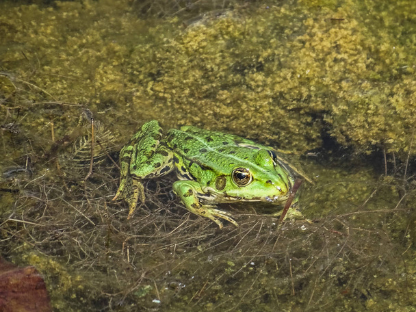 κοντινό πλάνο της ένα πράσινο βρώσιμα βάτραχος ή κοινή νερό βάτραχος στο νερό το καλοκαίρι - Φωτογραφία, εικόνα