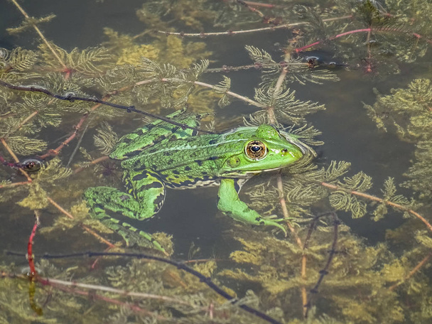 Nahaufnahme eines grünen essbaren Frosch oder Wasserfrosch auf dem Wasser im Sommer - Foto, Bild