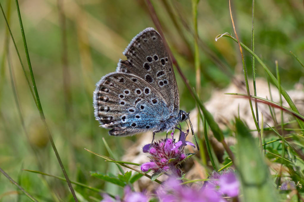 Large blue (Maculinea arion) nectaring. Butterfly, once extinct in the UK, in the family Lycaenidae feeding on wild thyme (Thymus polytrichus) - Photo, Image