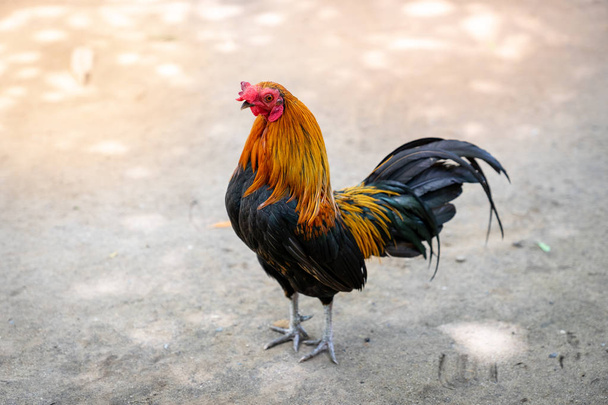 un pollo gallo come animali domestici guardando indietro, Vista posteriore
 - Foto, immagini