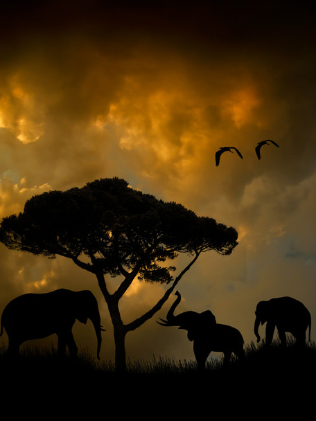 Afrikai vadon élő állatok, a naplemente - Fotó, kép