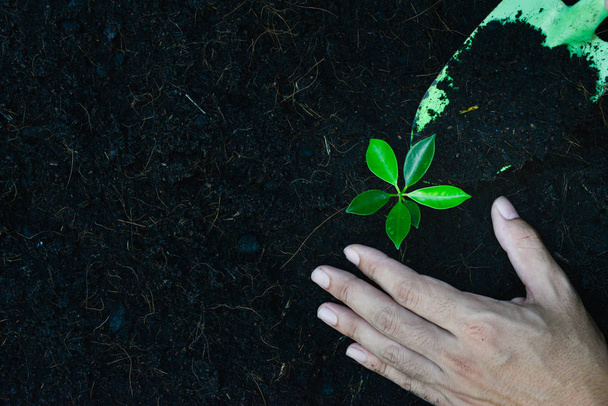 Человеческая рука сажает растение на почву - вид сверху
 - Фото, изображение
