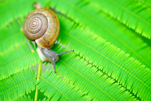Closeup σαλιγκάρι σε ένα πράσινο φύλλο - Φωτογραφία, εικόνα