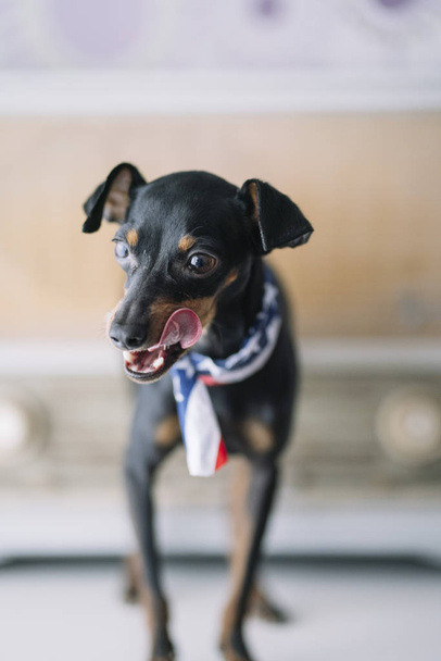 kis kutya egy rádiós háttérrel és amerikai sál - Fotó, kép