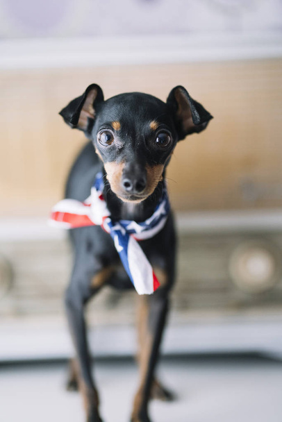 kis kutya egy rádiós háttérrel és amerikai sál - Fotó, kép