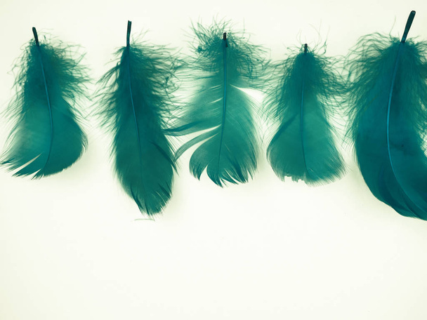 blue feathers on background, soft, as background, Valentine's day - Photo, Image