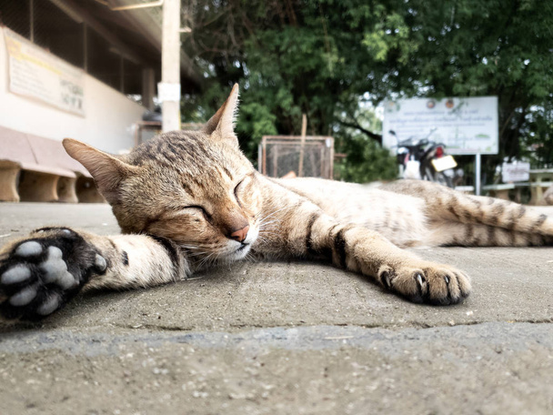 Портрет милого кота, який спить на підлозі
 - Фото, зображення