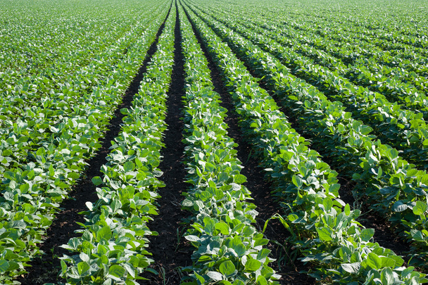 soybean field - Photo, Image